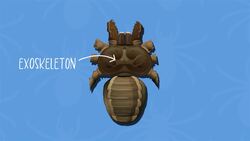 I WONDER - What Shape Are Arachnid Bodies? Instructional Video