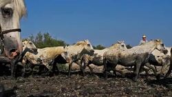 White Camargue horse, Camargue, France Stock Footage
