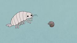 TED-Ed: Surviving the coldest place on Earth | Nadia Frontier Instructional Video