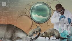 Could technology resurrect the woolly mammoth? Instructional Video