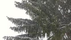 Snowing and fir trees Stock Footage