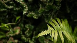 Leafless, spiny, evergreen desert plant cultivated as ornamental in botanical garden. Succulents background, natural pattern. Euphorbia crested cactus in greenhouse. Coral zigzag with pink spines. Stock Footage