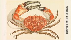 The Pioneering Voyage of the HMS Challenger Instructional Video