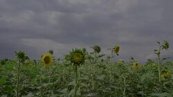 Approaching the camera to the sunflower Stock Footage