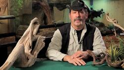 8 Cool Facts about Crested Geckos Instructional Video