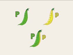 Genetics in Our Lives: Chromosome Theory Instructional Video