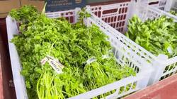 Extreme weather puts pressure on fruit and vegetable costs and supply News Clip