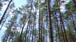 No, The Amazon Rainforest Doesn't Produce 20% Of The World's Oxygen News Clip