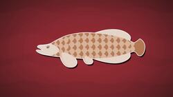 I WONDER - What Fish Live In The Amazon River? Me Pregunto - Qué Peces Viven En El Río Amazonas? Instructional Video