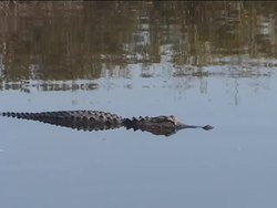 The Importance of Reproduction Instructional Video