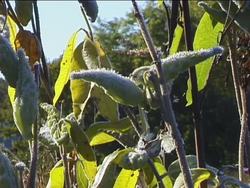 Fall: Video Assessment Instructional Video