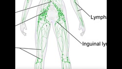 Basics & Structures of the Lymphatic System Instructional Video
