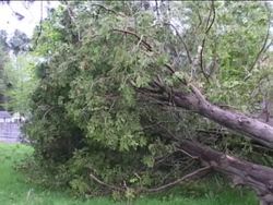 Trees: Tree Parts Instructional Video