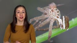 Spider Growth and Survival: From Molting to Majestic Hunters Instructional Video
