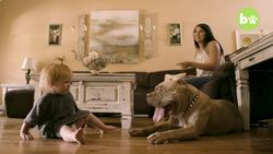 Mississippi Mom Is The $15,000 Pitbull Queen Instructional Video