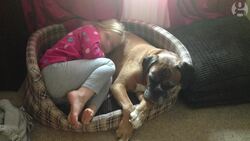 How we cloned our dead boxer dog Dylan Instructional Video