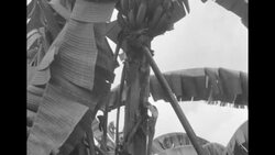 Banana plantation near Santa Marta, Colombia, harvests record crop News Clip