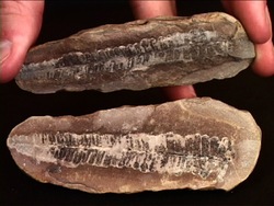 Fósiles fascinantes: ¿que son los fósiles? Instructional Video