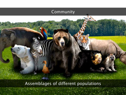 Introduction to Ecology Instructional Video