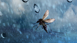 The Weird Science That Lets Insects Fly in the Rain Instructional Video