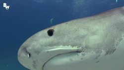 Hitching a Ride on a SHARK!? Instructional Video