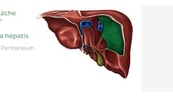 Dorsale Ansicht der Leber Instructional Video