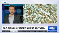 Bird flu virus mutated in person with severe case in Louisiana, CDC finds News Clip
