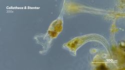 Trying to Make Sense of This Overwhelming World Instructional Video