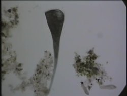 Introduction to Classifying Life Instructional Video