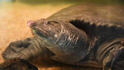 aquatic organisms Stock Footage