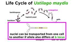 Basidiomycota Part 1: Ustilaginomycotina and Pucciniomycotina (Smuts and Rusts) Instructional Video