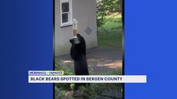 Bear sightings reported in Glen Rock and Oakland News Clip