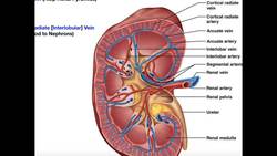 Basics of Renal Blood Supply and Flow Instructional Video