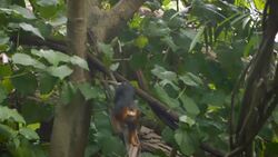 Will These Two Adorable Tamarins Expand Their Family? Instructional Video