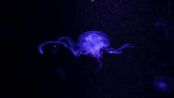 Close-up Jellyfish, Medusa in fish tank with neon light. Stock Footage
