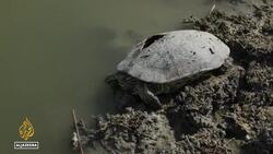 Iraq’s worst drought in decades leaves orchards barren and livelihoods ruined News Clip