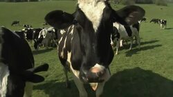 Dairy herd in fields on farm News Clip