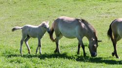 Asian Wild Horses Are Here to Stay! Instructional Video