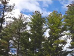 Plants: Introduction Instructional Video