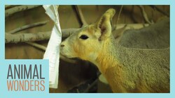 How To Save On Pet Care Instructional Video