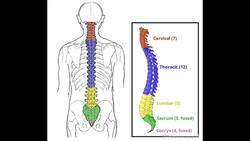 Anatomy & Physiology types of bones BTEC SPORT LEVEL 3 Unit 1 Instructional Video