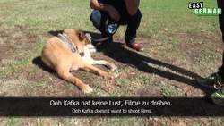 Dogs | Super Easy German (9) Instructional Video