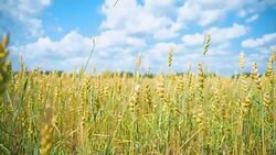 The field of wheat growing in a farm field. Stock Footage