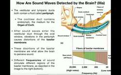 Anatomy - Hearing (Part 2) - Functions of Cochlea & Organ of Corti Instructional Video