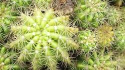 Cactus in 4K taken. Stock Footage