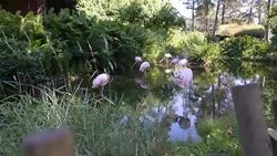 Pink flamingos at the zoo Stock Footage