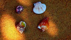 Seashell Beach Sunlights hd footage Stock Footage