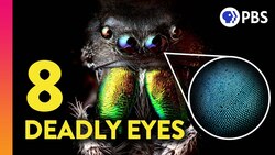 The Amazing (and Deadly) Science of Jumping Spider Vision Instructional Video