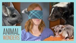 Blindfolds, Animals, and Games! Instructional Video