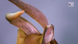 There Are Only 100 of these Antelopes Left in the Wild Instructional Video